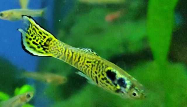 Alternanthera Reineckii / Ludwigia Glandulosa - plantas fáceis - Guppy