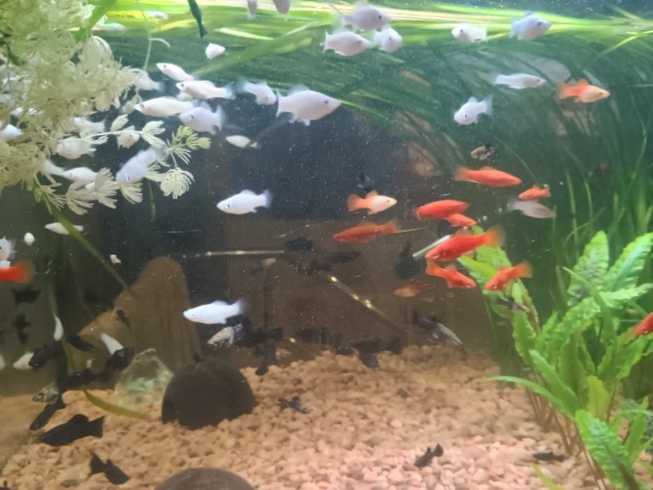 Продам рибок мирних