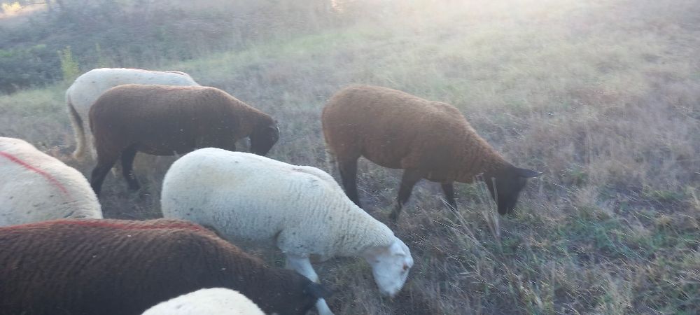 Rebanho de ovelhas novas e boas com b4