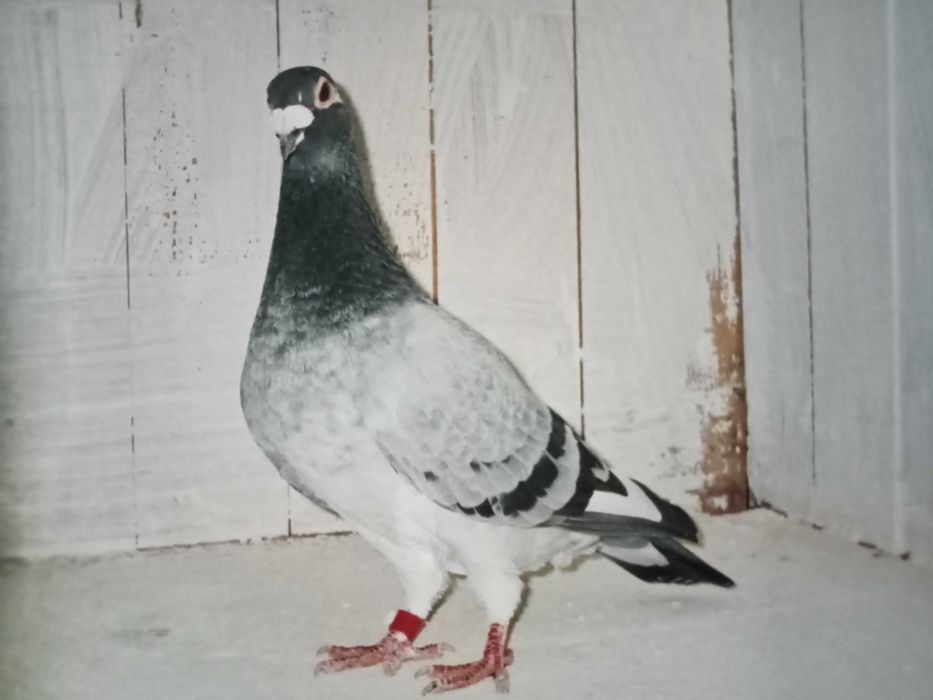 Linda pombo correio Silver Shadow...da Freiria
