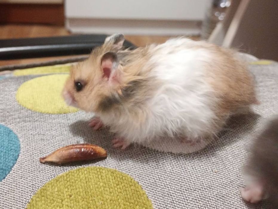 Королівські хом'яки