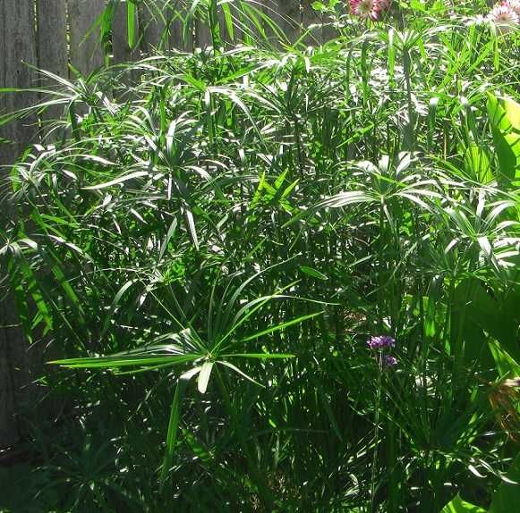 Cibora- papirus: roślina doniczkowa lub ogrodowa