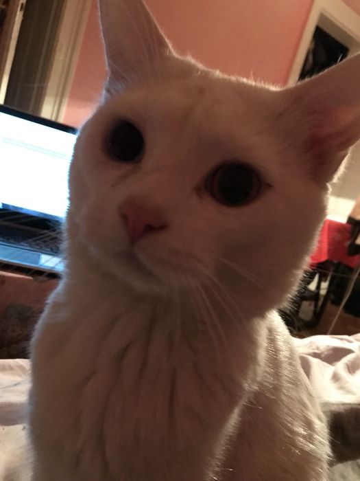 Котята сіамські, білі та різні