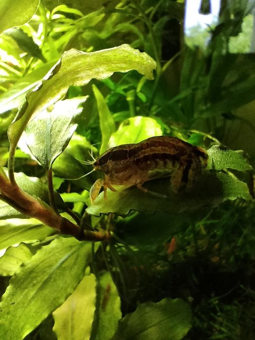 Raczki Cambarellus Texanus