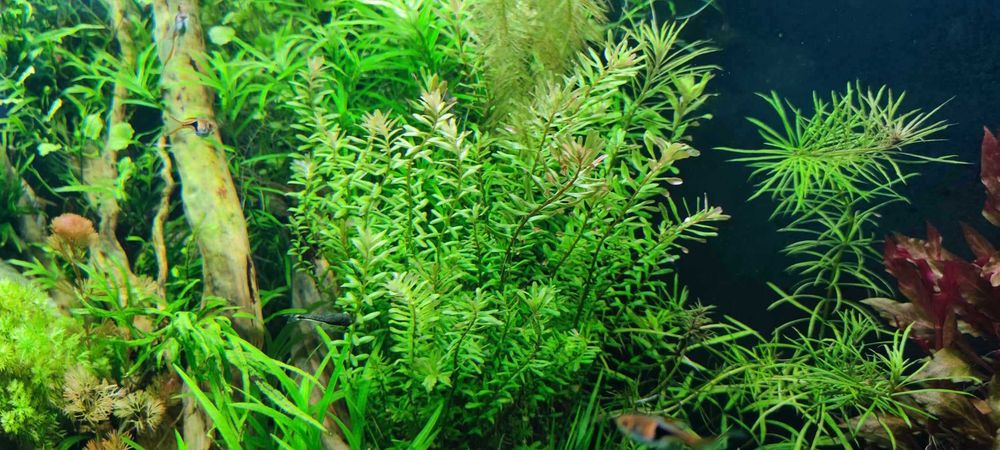 Rotala rotundifolia