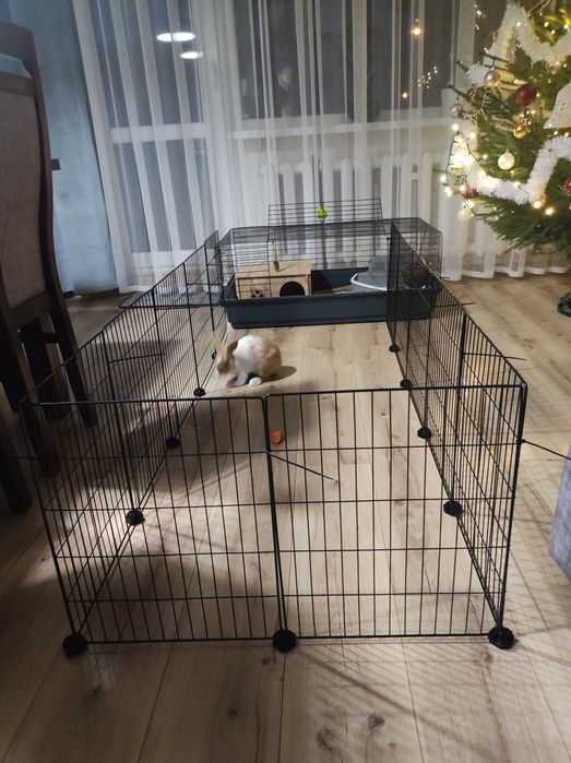 Królik miniaturka + całe wyposażenie dla królika,
