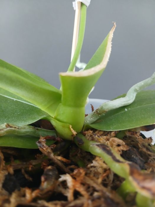 Орхідея фаленопсис Green World