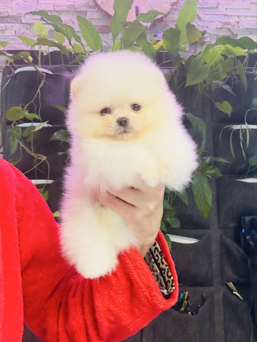 Кремовий хлопчик мішка померанський шпіц