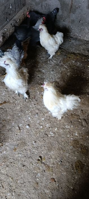 Sedosa do Japão macho