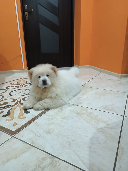 Szczeniak Chow chow ( chłopak)