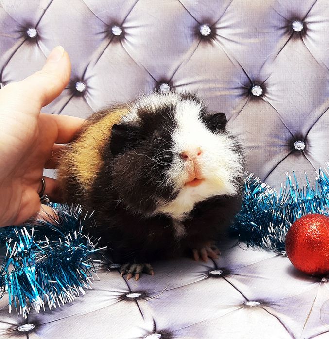 Морские свинки,морская свинка,морські свинки,морська свинка