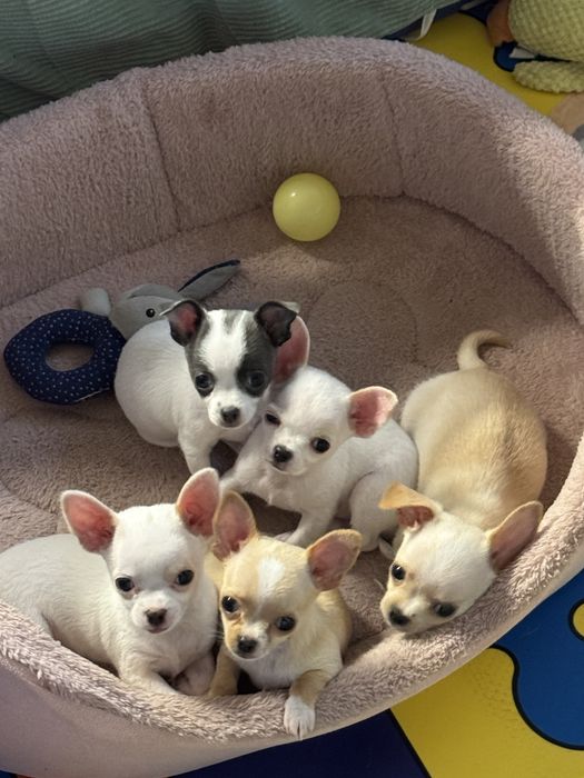 Chihuahua sunia FCI