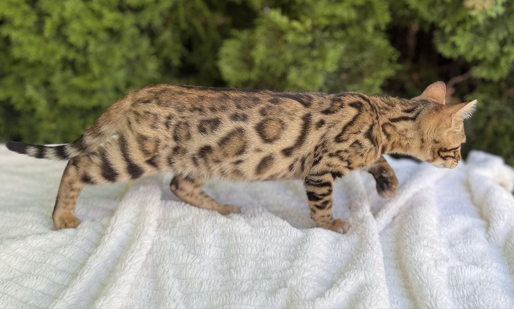 Kot Bengalski rodowód