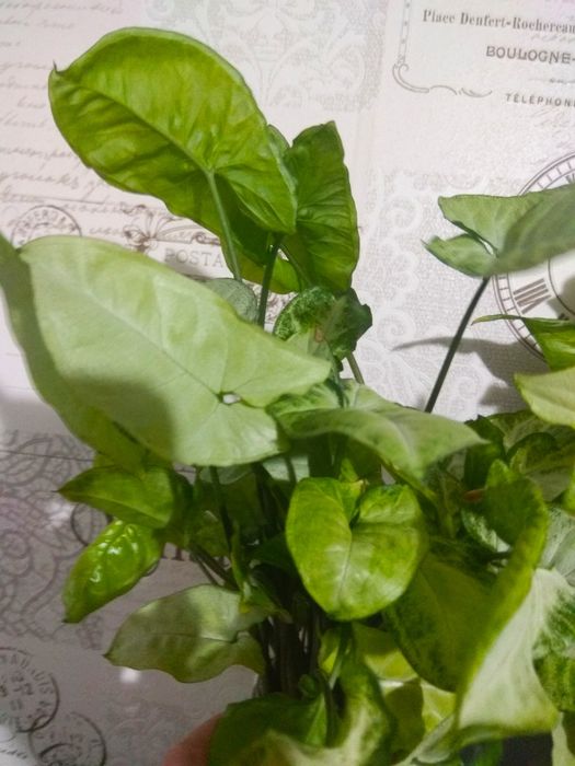 Зрізи сортових сингоніумів