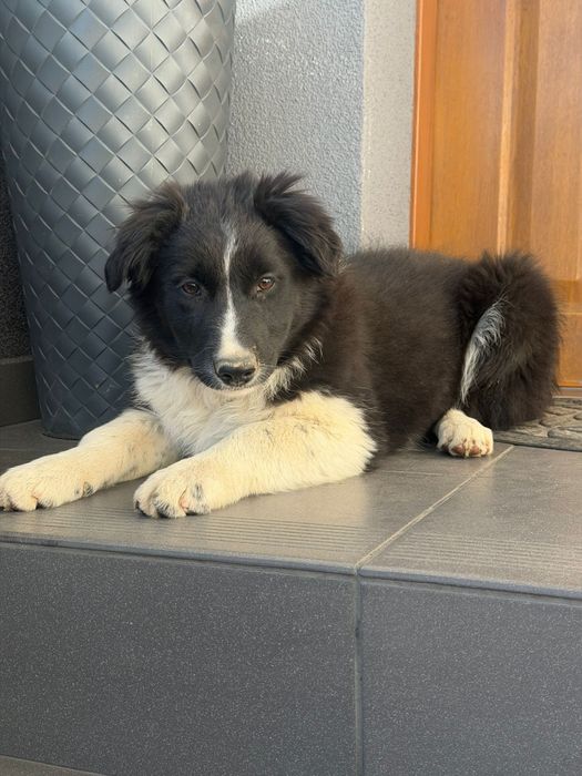 Border collie suczka