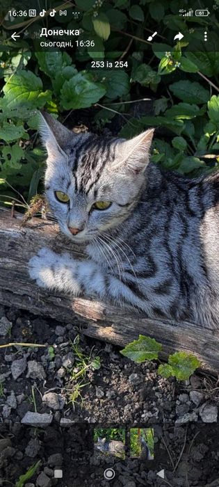 Кошенята метиси Египецька Мао і тато евідомий..