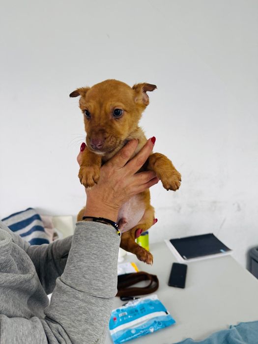 Caezinho com 2 meses para adoção