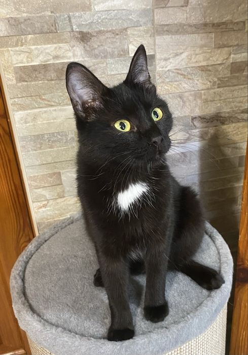 Ласковая стерилизованная малышка ищет заботливых хозяев