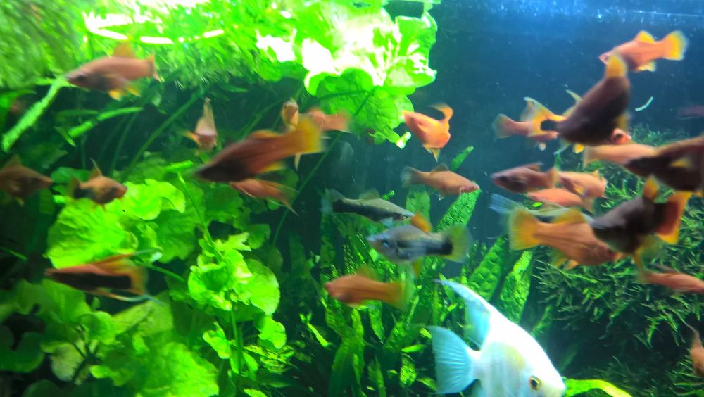 Mieczyk czerwony- dorosłe ryby