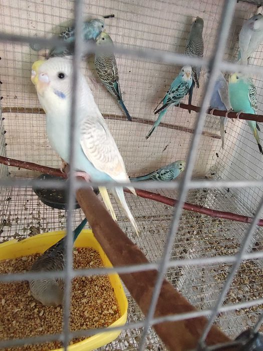 Periquitos australianos