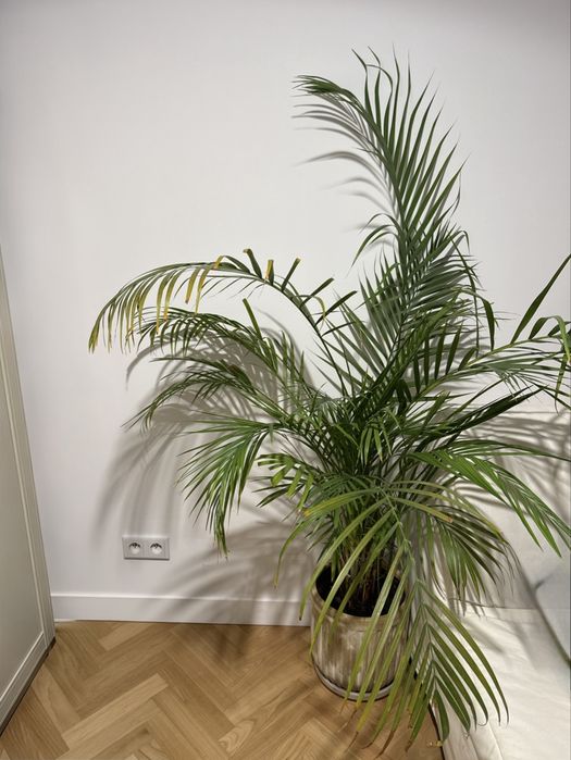 Duża, gęsta Palma Areka (Dypsis lutescens) – GIGANT 160-170 cm!