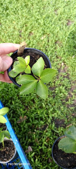 Морозник продам молоденькие кустикт