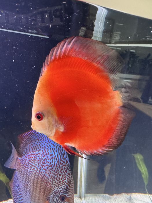 Paletka Red White