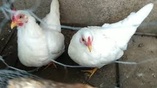 Garnizes/Cocós Brancos