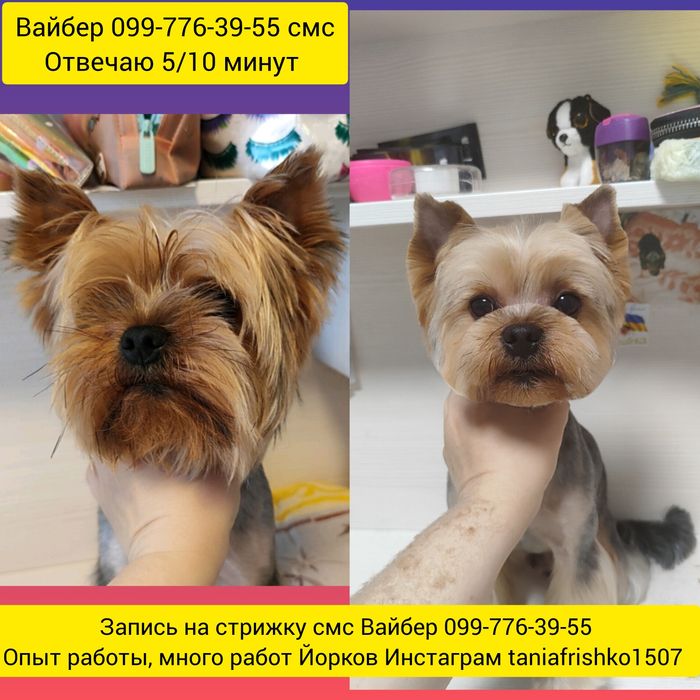 Груминг стрижка йоркширских терьеров 650грн