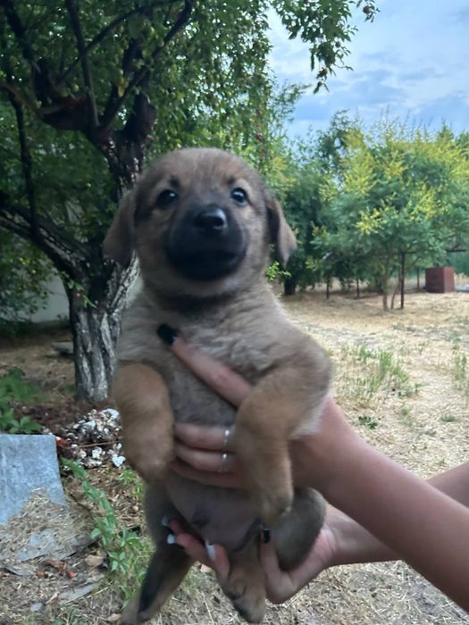 Віддам цуценят, в хороші руки!