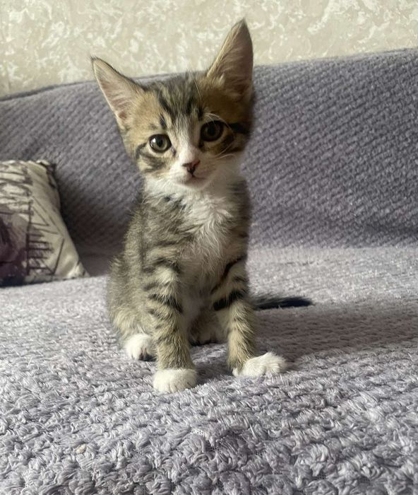 Котенок мальчик в поисках дома!