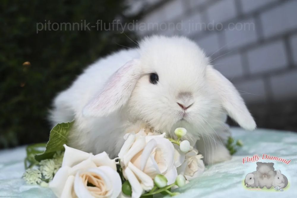Кролики з розплідника.Тільки породисті.Рідкісні та ексклюзивні кольори
