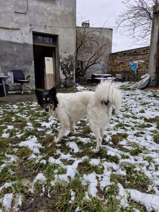 Czarek potrzebuje nowego domu