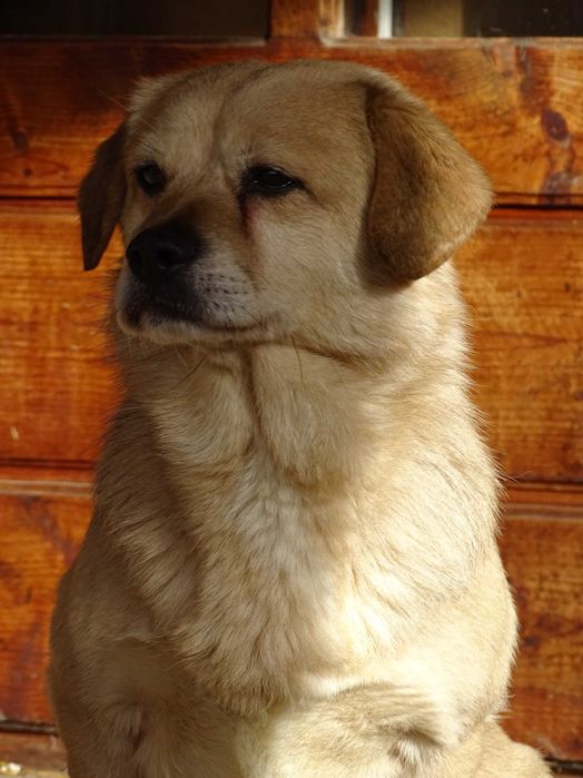 BLONDYN- pies o złotym sercu