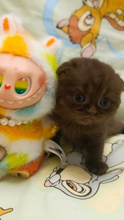 Киця висловуха шотландка. Скотіш фолд.