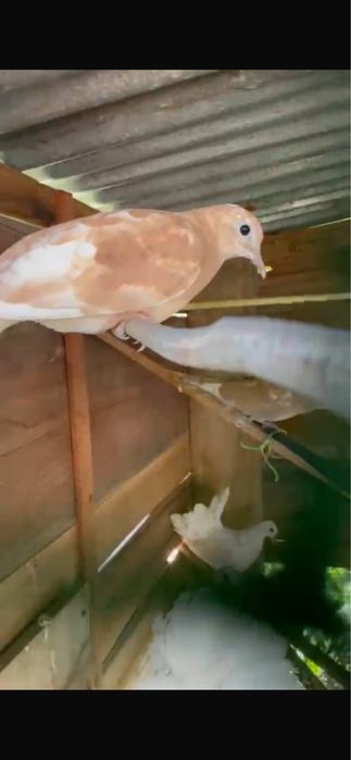 Rolas novas brancas e de varias cores