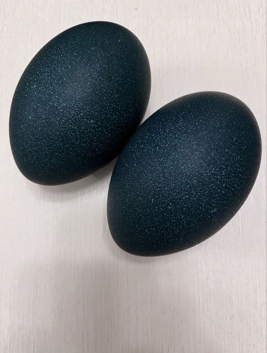 Яйца страуса Эмо