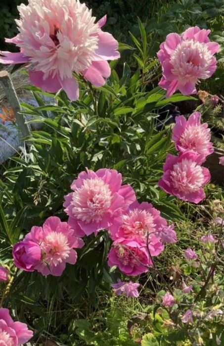 Пион розовый