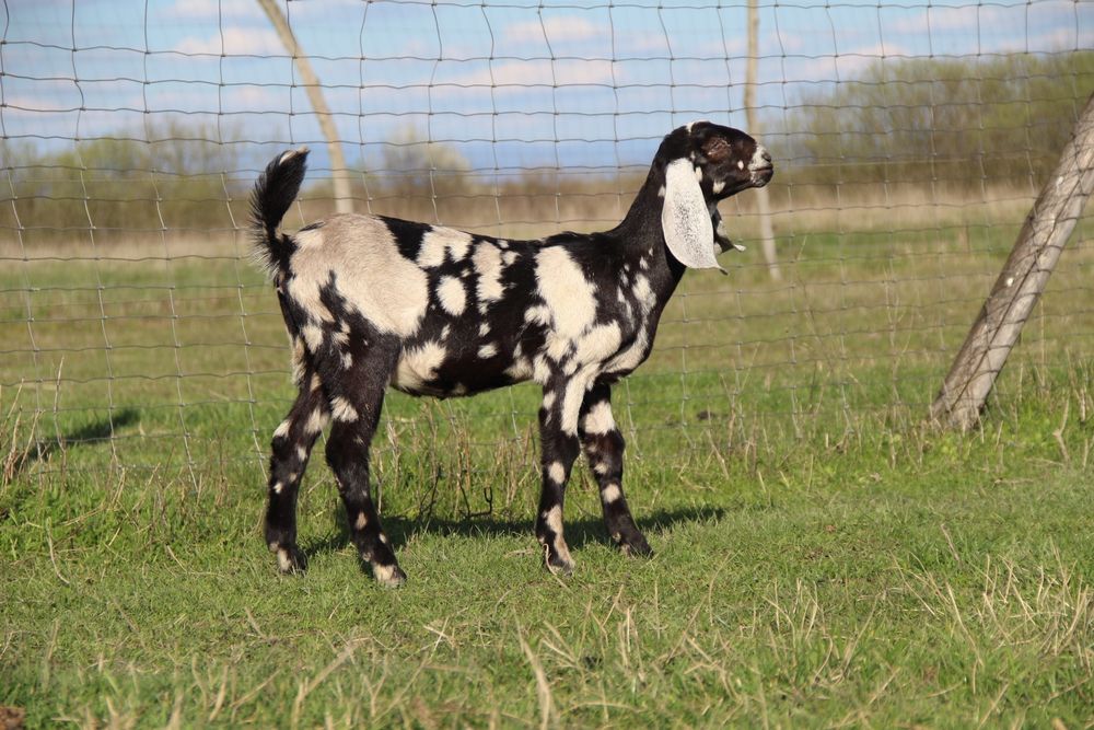 Англо Нубійські козочки