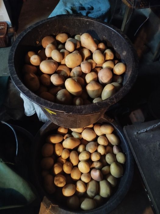 Batata branca agria