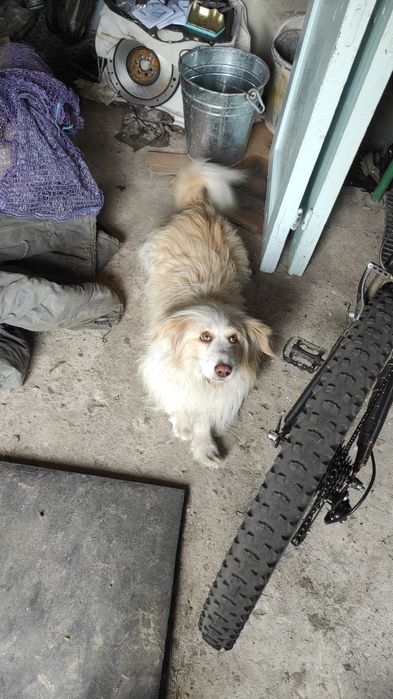 Загубився домашній ПЕС