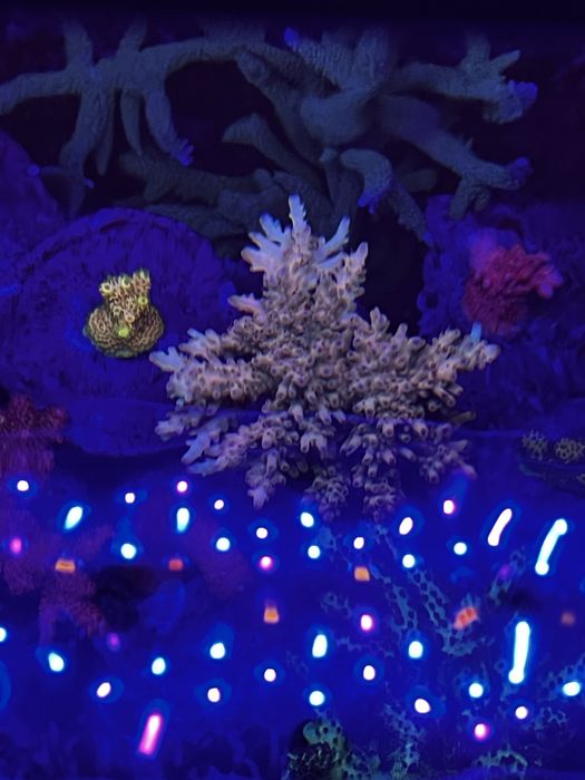 Acropora multikolor pastelowa