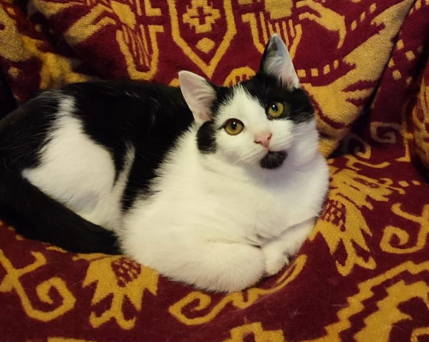 Oddam w dobre ręce dwie kotki i jeden kot