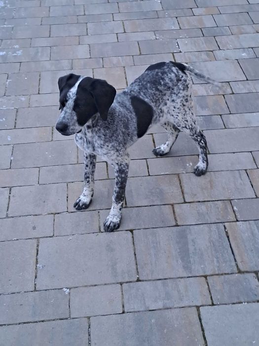 Oddam pieska w dobre ręce