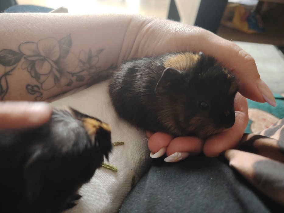 Świnki morske rozetki - do rezerwacji