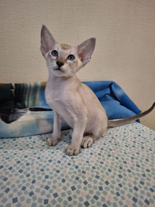 Орієнтальний   котик  сил табби поинт