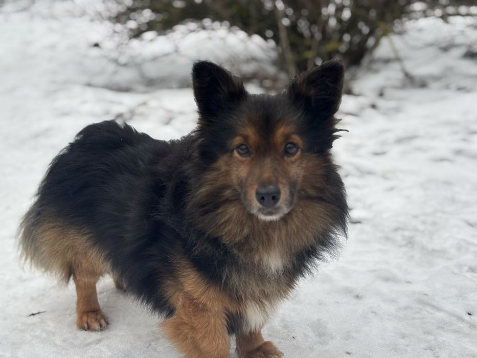 Mini owczarek niemiecki do adopcji.