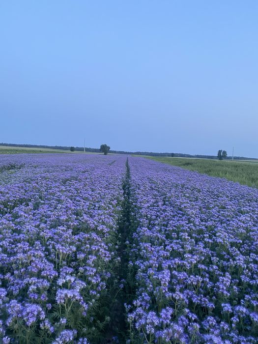 Facelia błękitna | WYSYŁKA