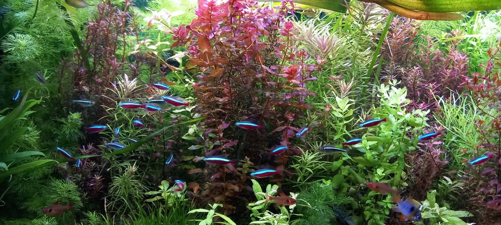 Rotala macrandra-możliwe zestawy