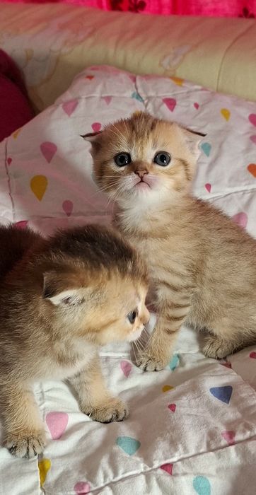 Шотландські кошенятка